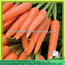 Fábrica de cenoura China